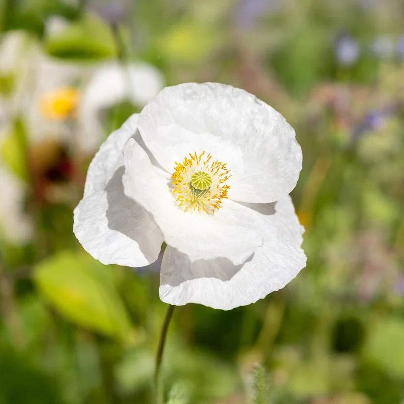 Klatsch-Mohn Bridal Silk