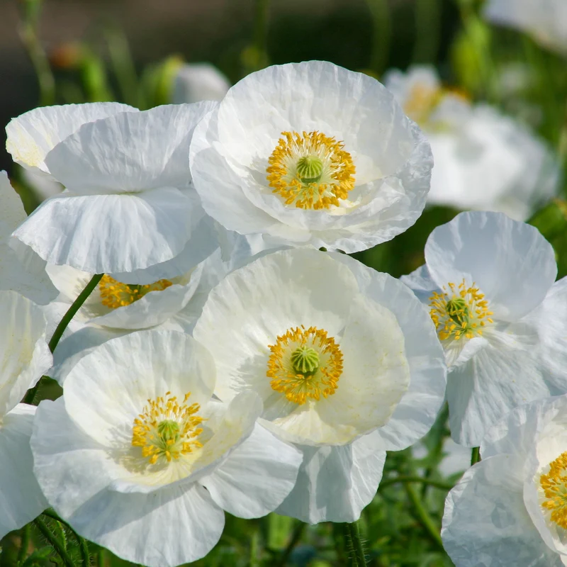 Klatsch-Mohn Bridal Silk