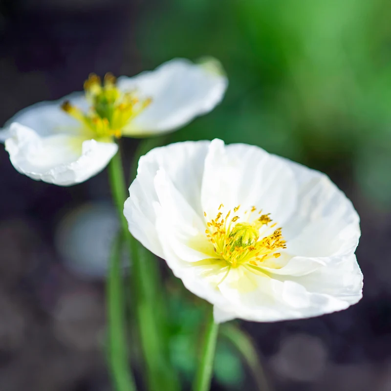 Klatsch-Mohn Bridal Silk
