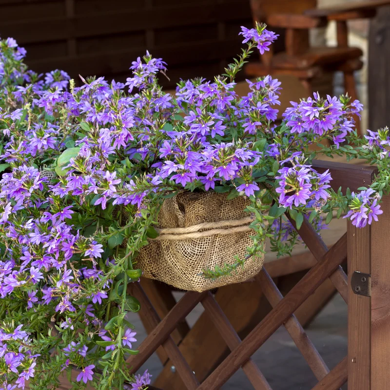 Lila Fächerblume