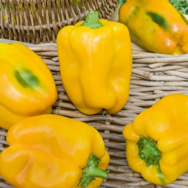 Paprika gelb 'Tenor F1' (x3)