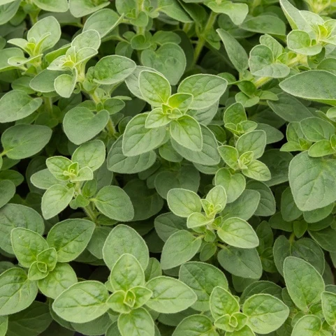 Oregano