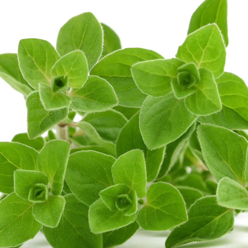 Oregano