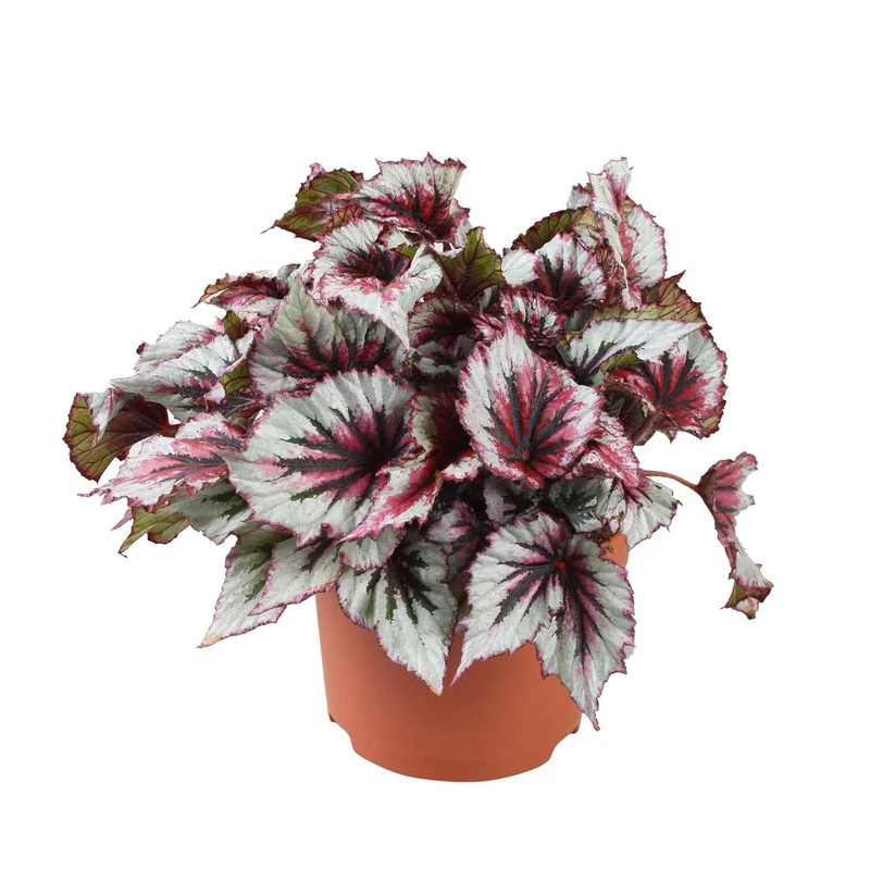 Blattbegonie 'Evening Glow'