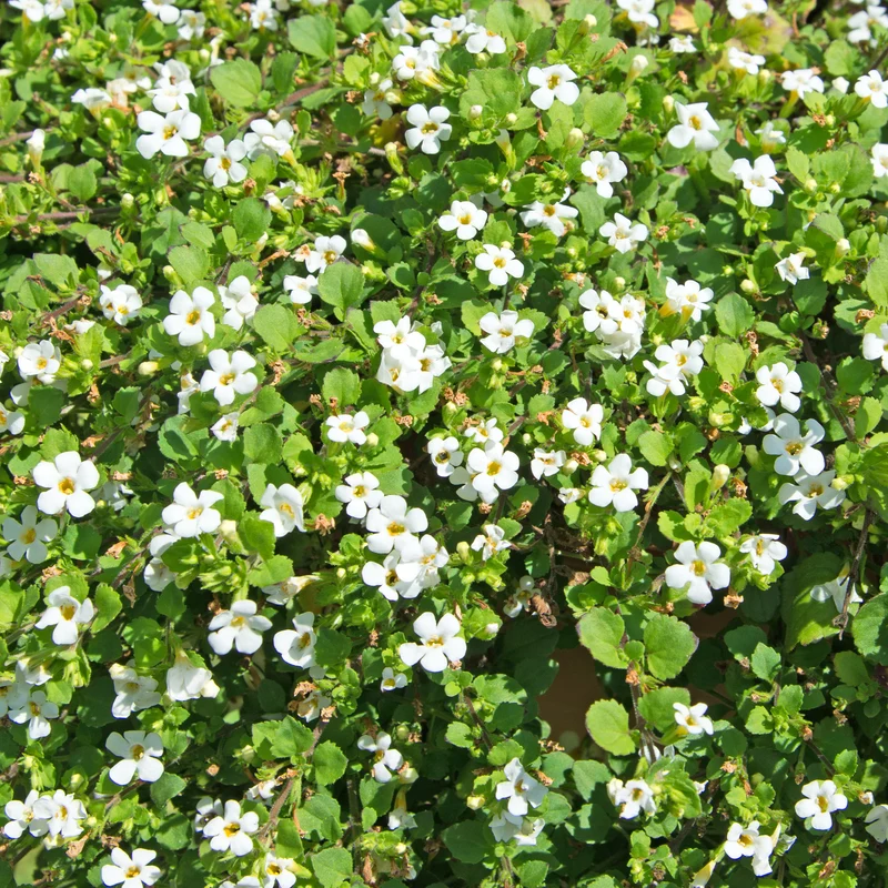 Bacopa Weiß