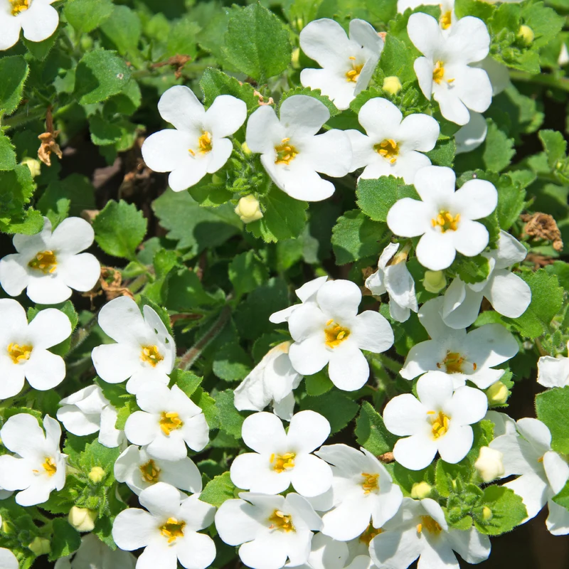Bacopa Weiß