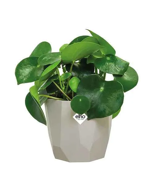 Elho Blumentopf B.for warmes grau