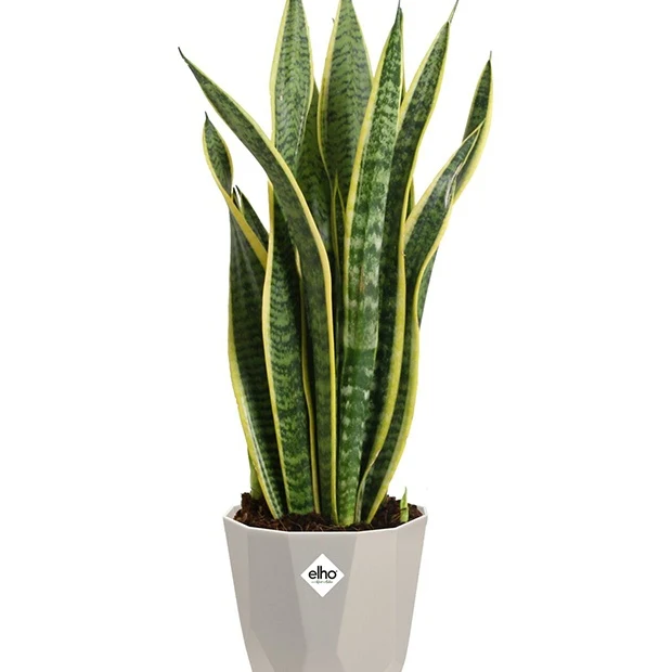 Elho Blumentopf B.for warmes grau