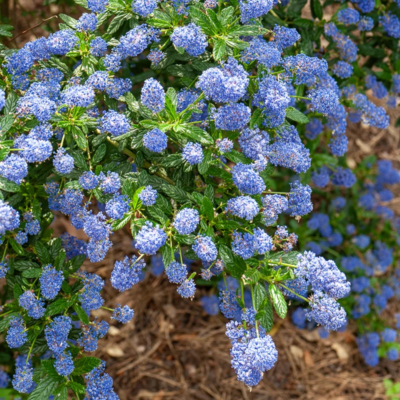 Säckelblume Concha