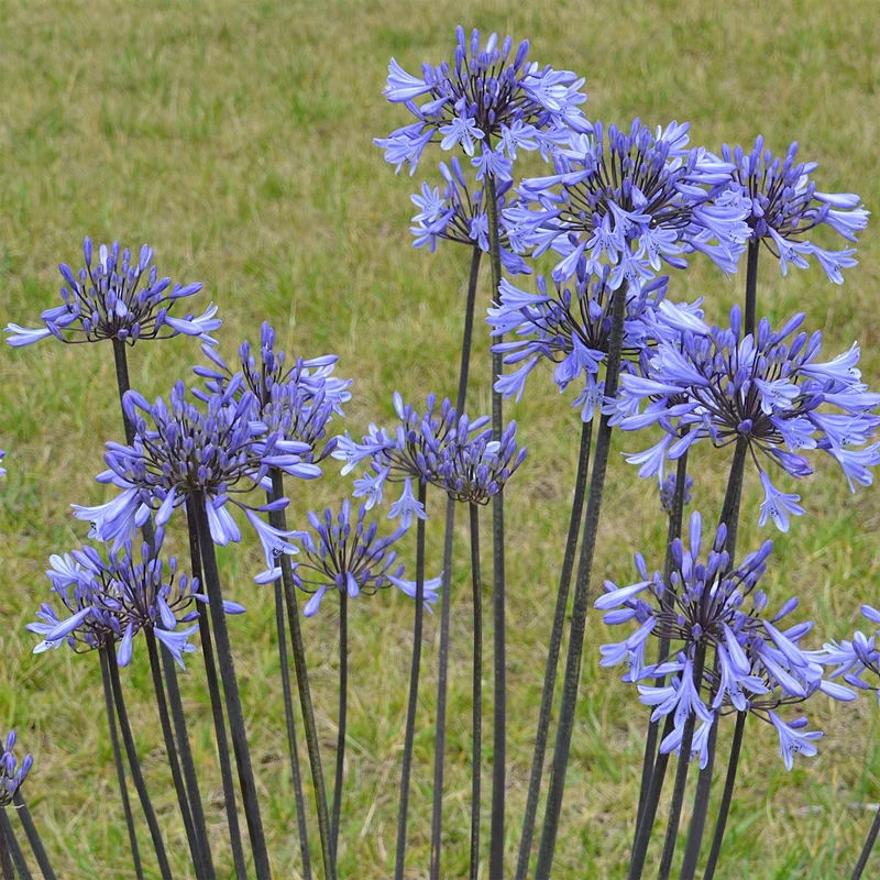 Agapanthus Graphite® Blue TurK8 - Schmucklilie