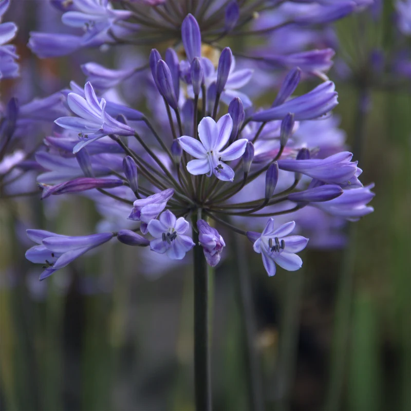 Agapanthus Graphite® Blue TurK8 - Schmucklilie