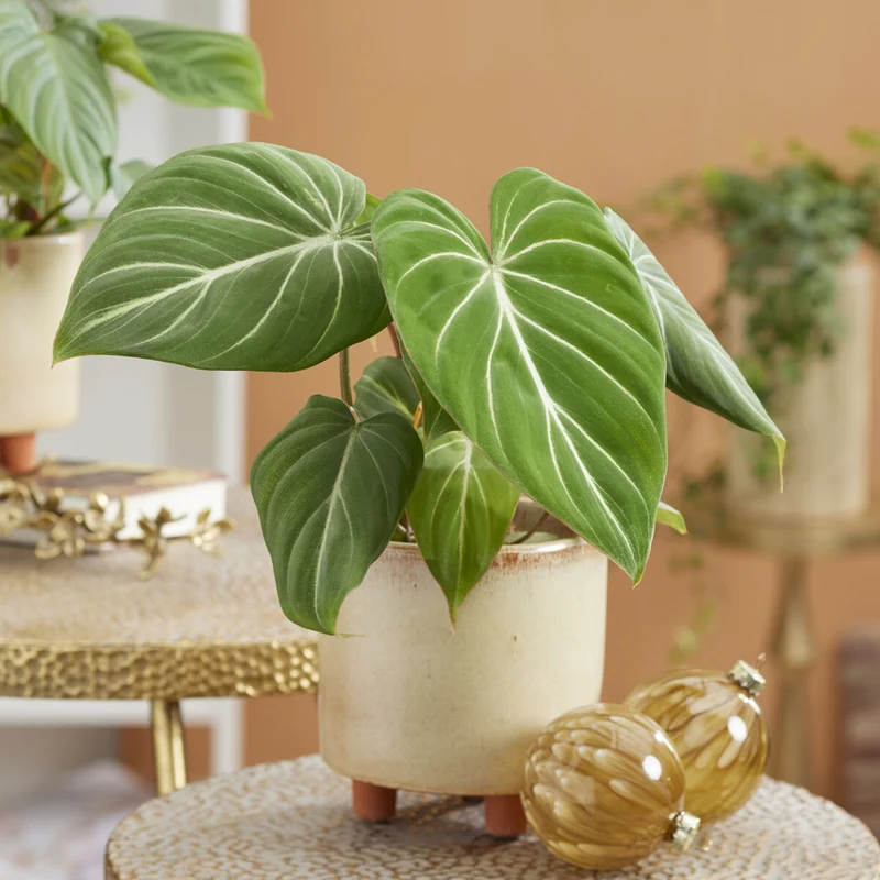 Philodendron Gloriosum