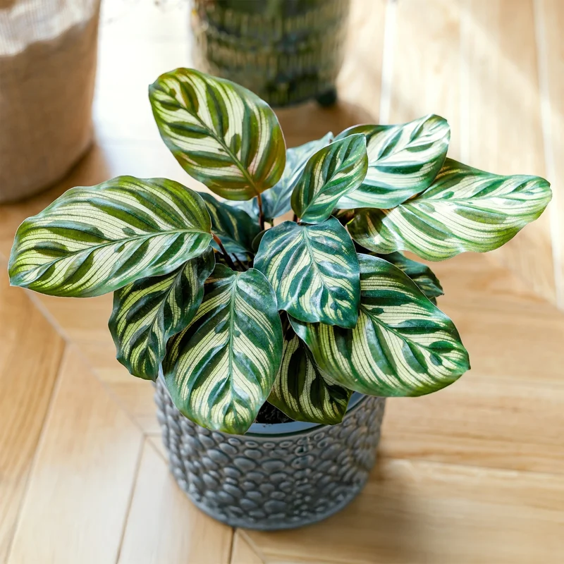 Korbmarante 'Makoyana'