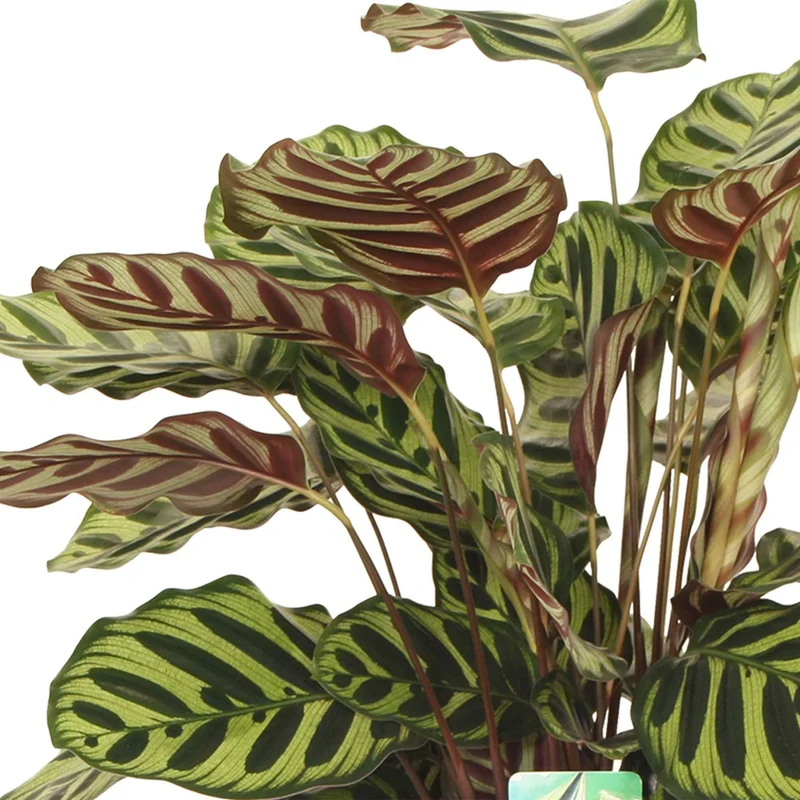 Korbmarante 'Makoyana'