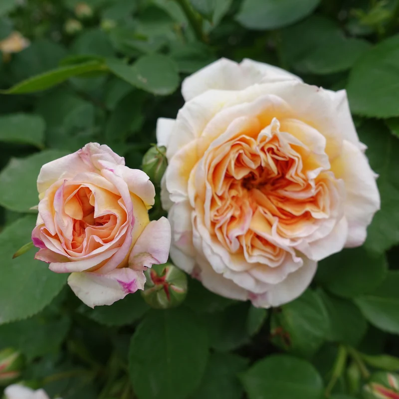 Englische Kletterrose ‘Bathsheba’®