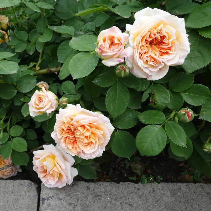 Englische Kletterrose ‘Bathsheba’®