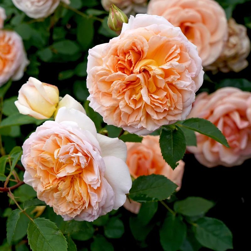 Englische Kletterrose ‘Bathsheba’®