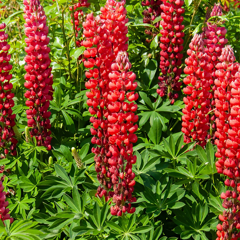 Lupine ‘My Castle’
