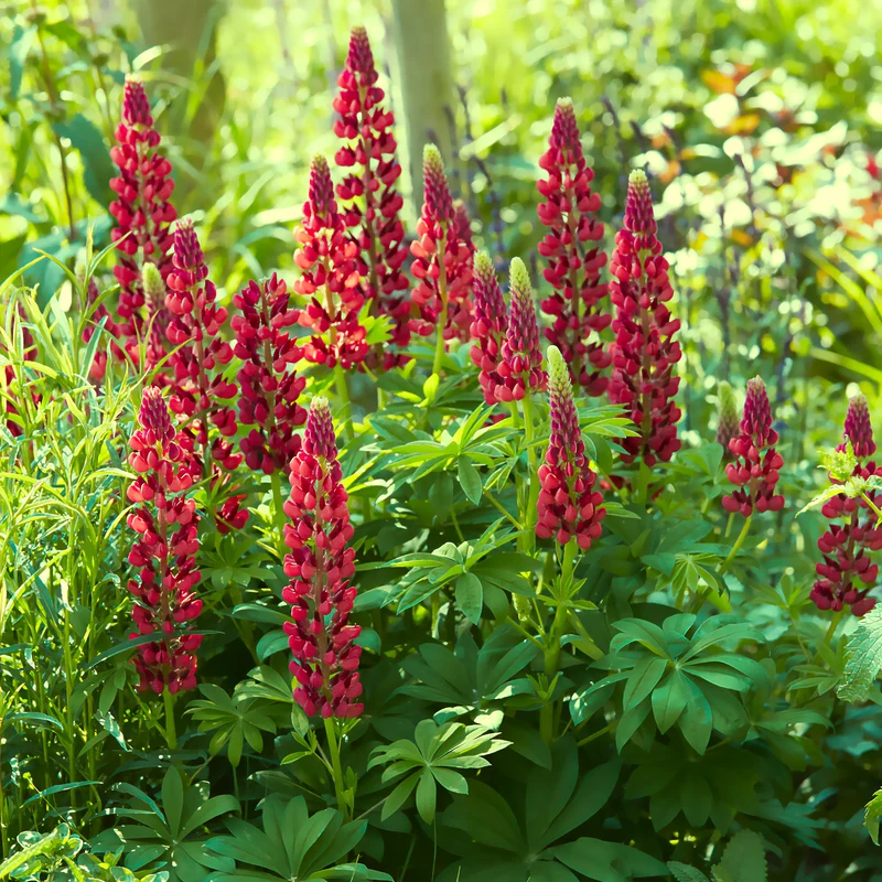 Lupine ‘My Castle’