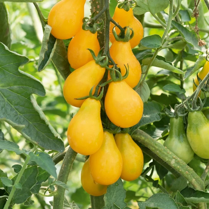 Cherrytomate ‘Yellow Pear’ Pflanzen (x3)
