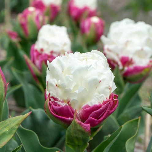 Tulpe 'Ice Cream' gefüllt (x7)