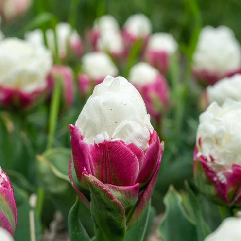 Tulpe 'Ice Cream' gefüllt (x7)