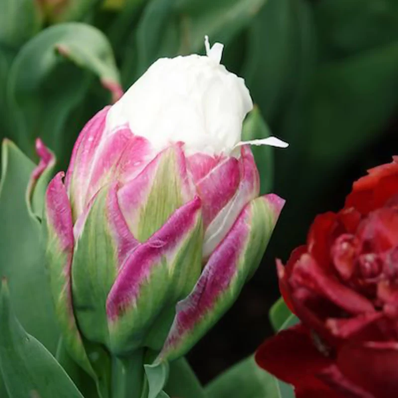 Tulpe 'Ice Cream' gefüllt (x7)