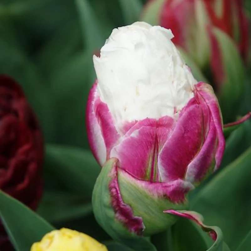 Tulpe 'Ice Cream' gefüllt (x7)