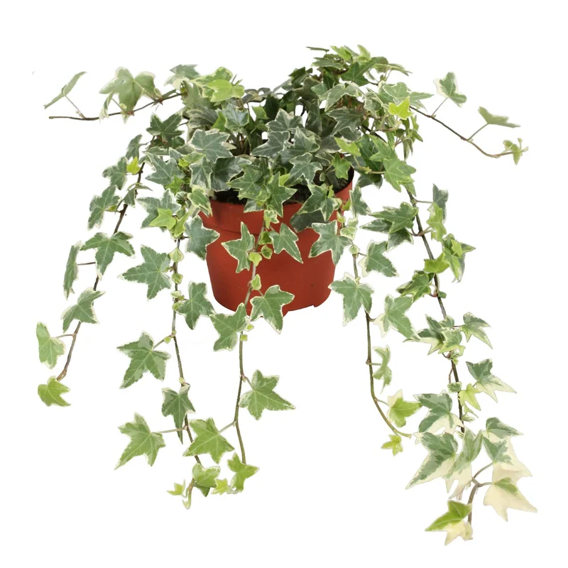 Gewöhnlicher Efeu 'Eva'