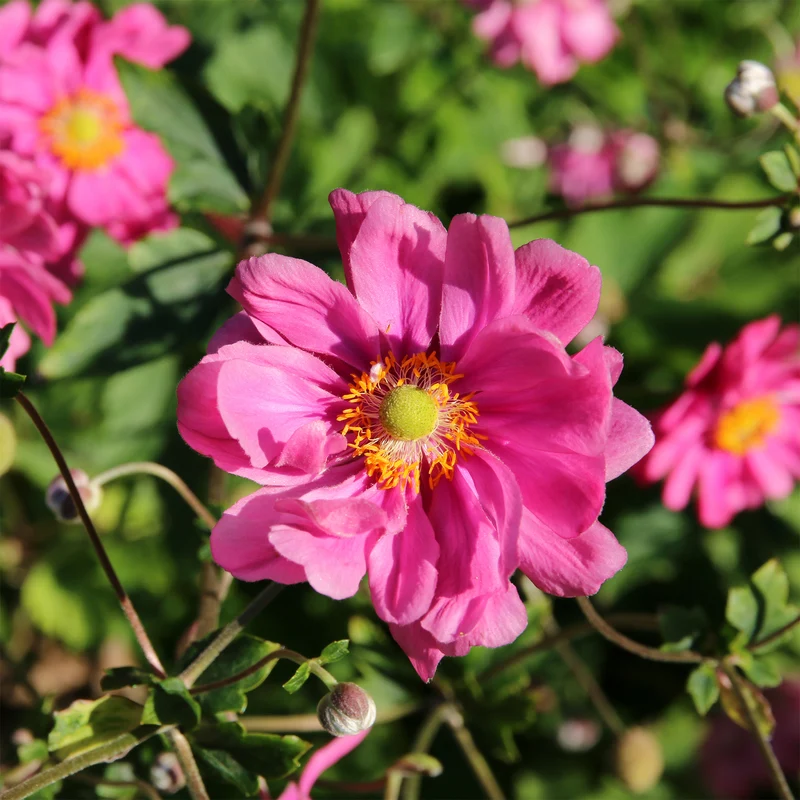 Japanische Anemone Margarete