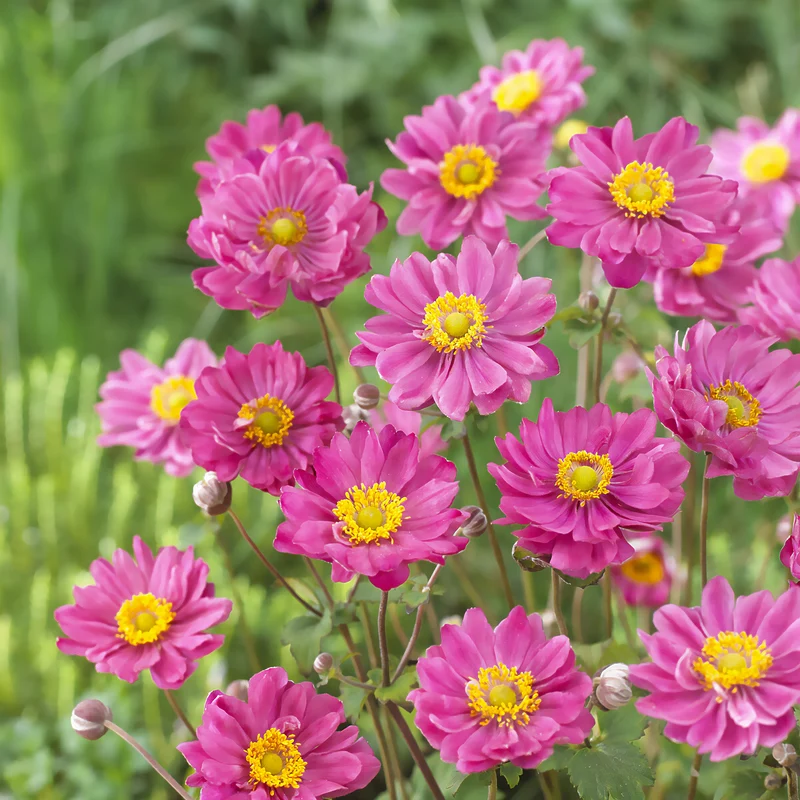 Japanische Anemone Margarete