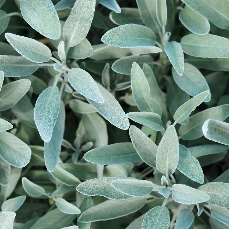 Gartensalbei