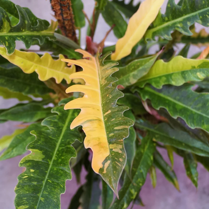 Philodendron Ring of Fire
