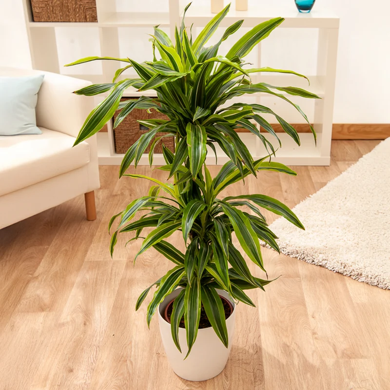 Dracaena 'Lemon Lime' (Zitronenlimone)