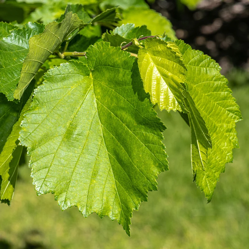 Byzantinischer Haselnussstrauch