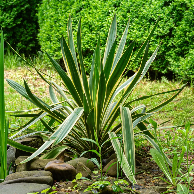 Kerzen-Palmlilie ‘Variegata’