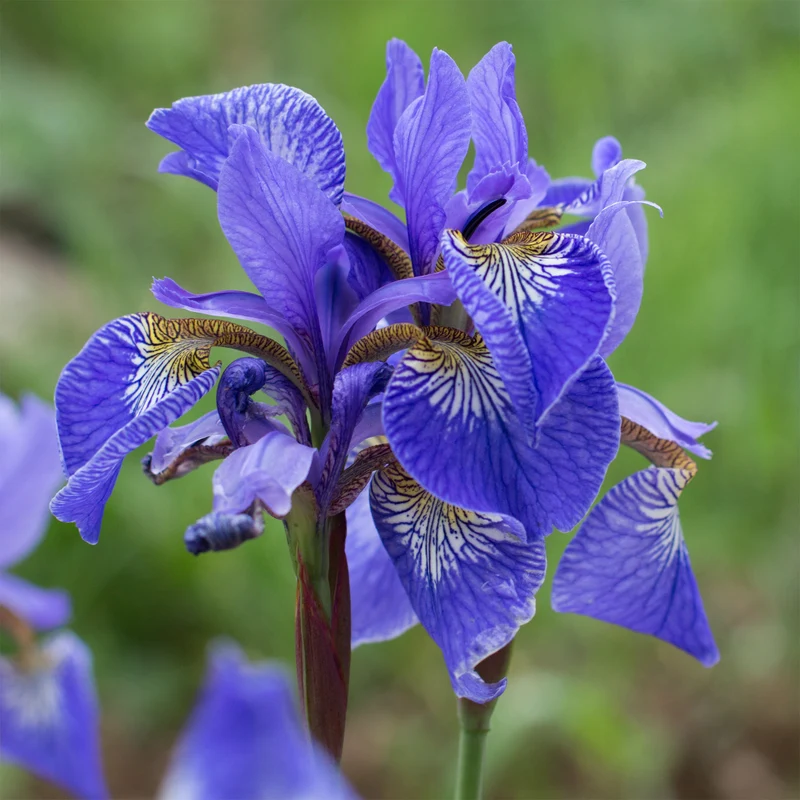 Iris pseudacorus Blau