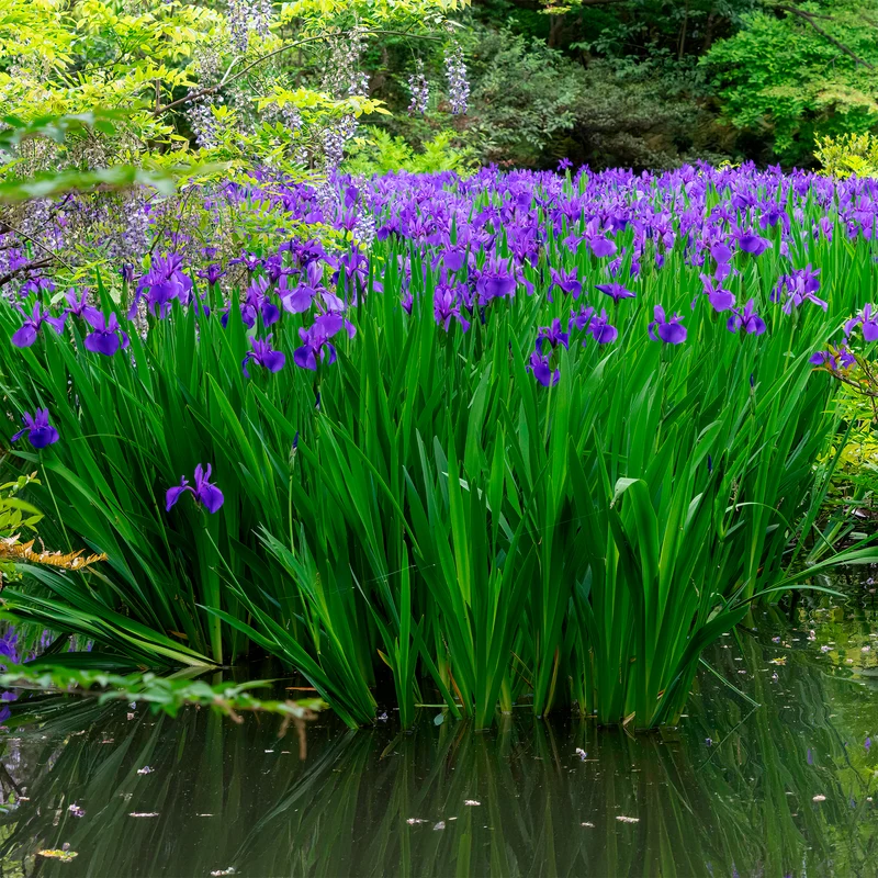 Iris pseudacorus Blau