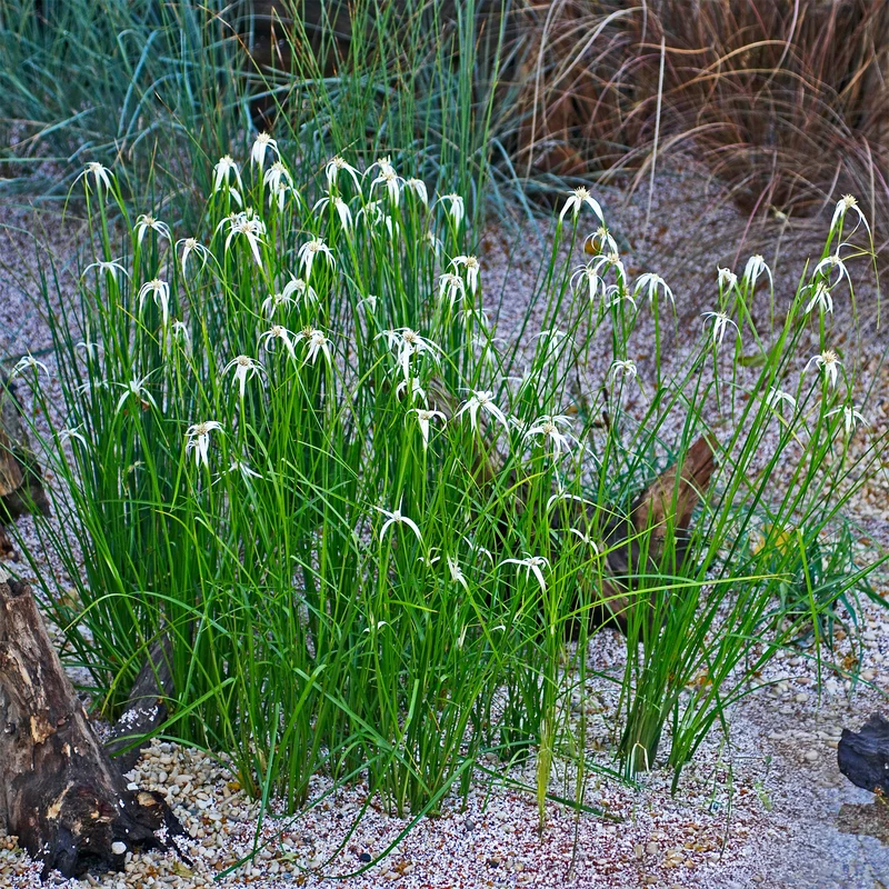 Sternengras