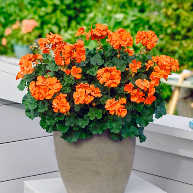 Orangefarbene Geranien (x3)