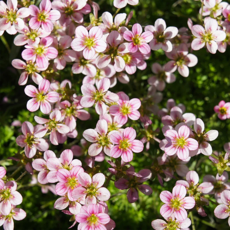 Polster-Steinbrech ‘Touran Neon Rose’