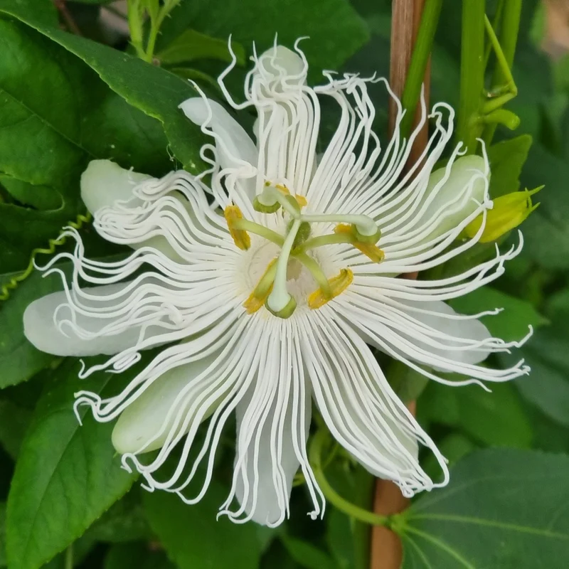 Passionsblume Cooltropics® Snowstar