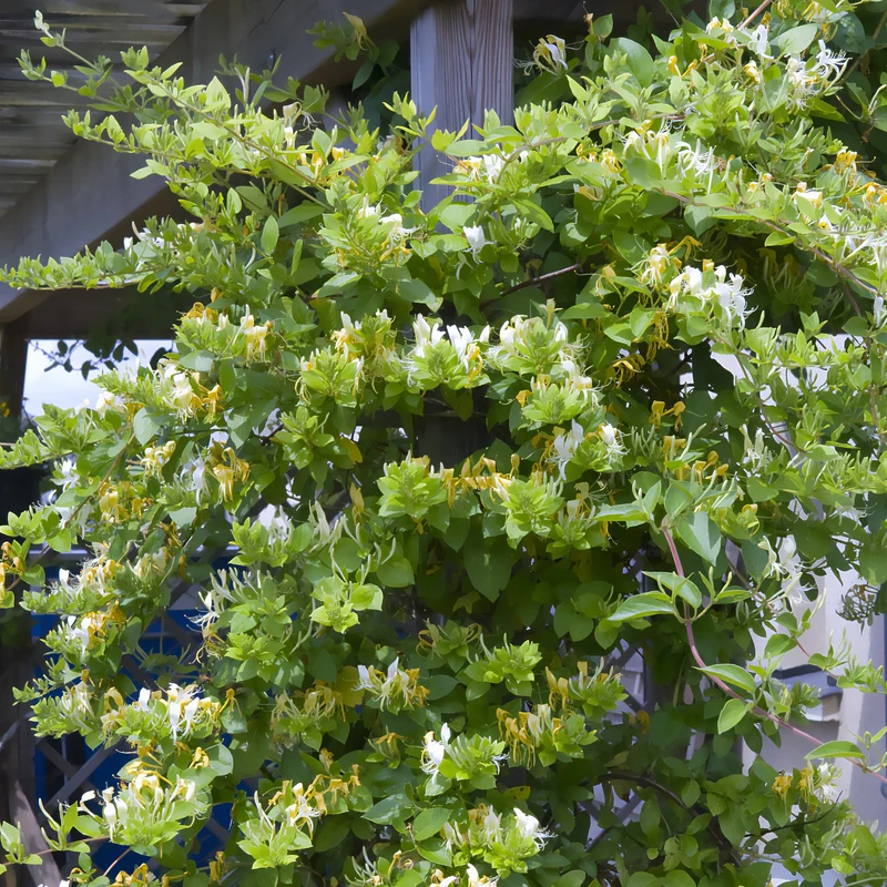 Japanisches Geißblatt ‘Halliana’