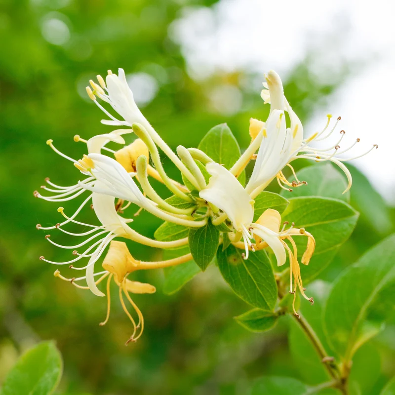 Japanisches Geißblatt ‘Halliana’