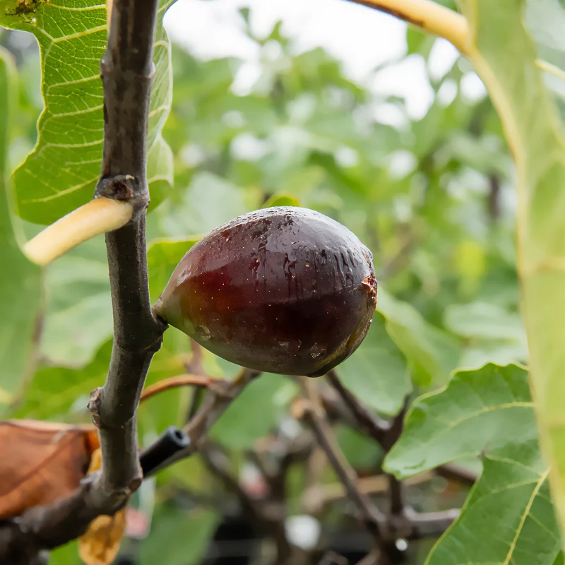 Feige 'Noire de Caromb'