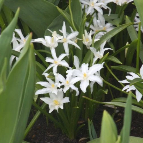 Schneeglanz Luciliae Alba (x20)