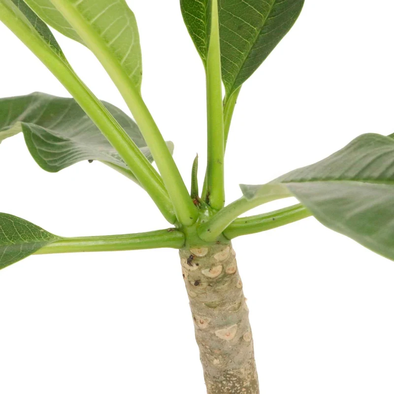 Frangipani 'Jazz' rot-gelb