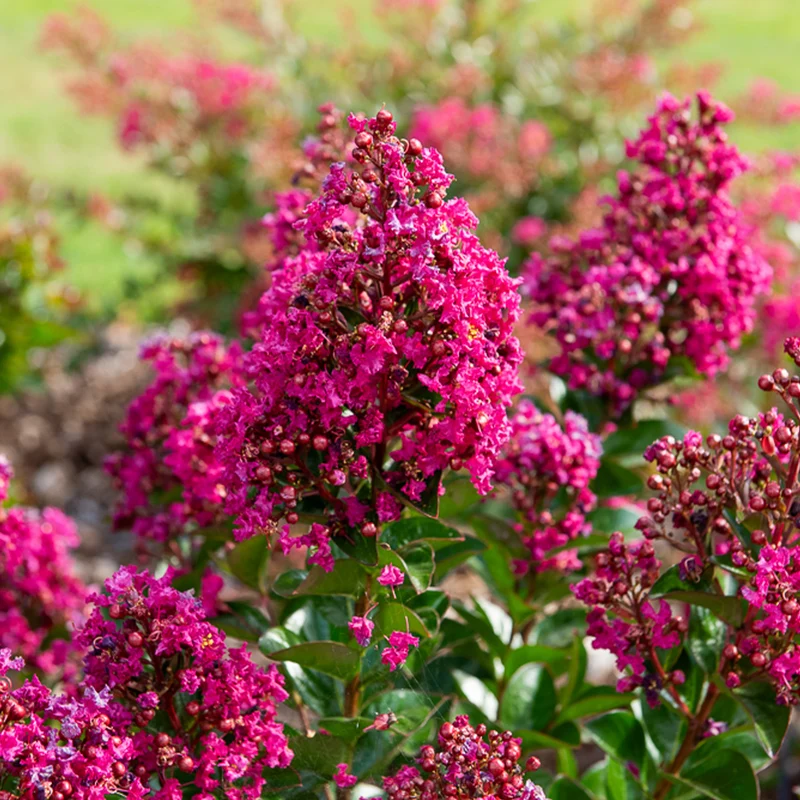 Indianerflieder 'Berry Dazzle®'