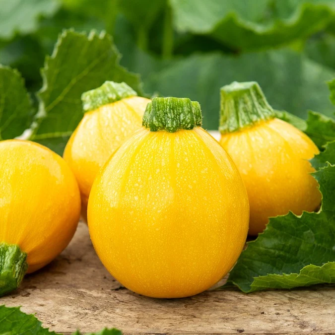 Zucchini Sun Ball F1