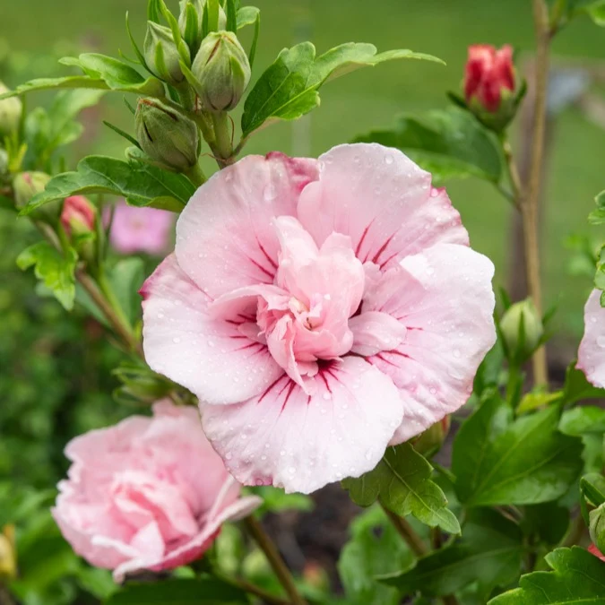 Garteneibisch ‘Pink Chiffon’